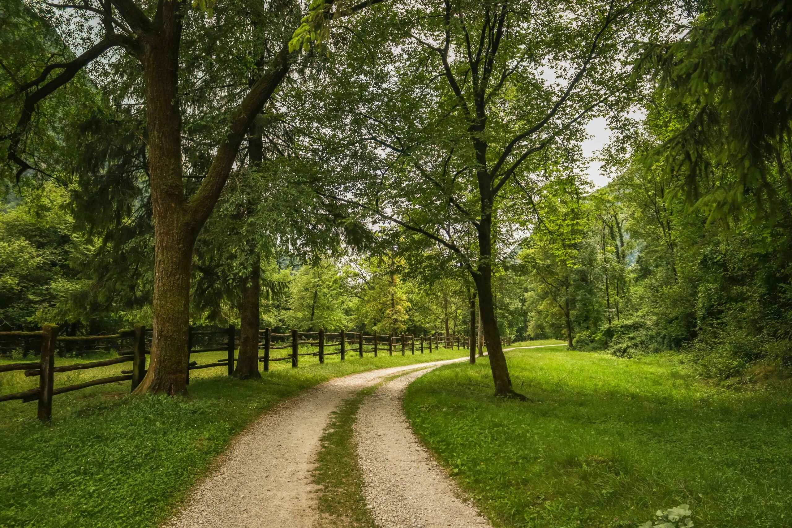 A serene gravel path winds through dense, lush forest on a bright summer day.